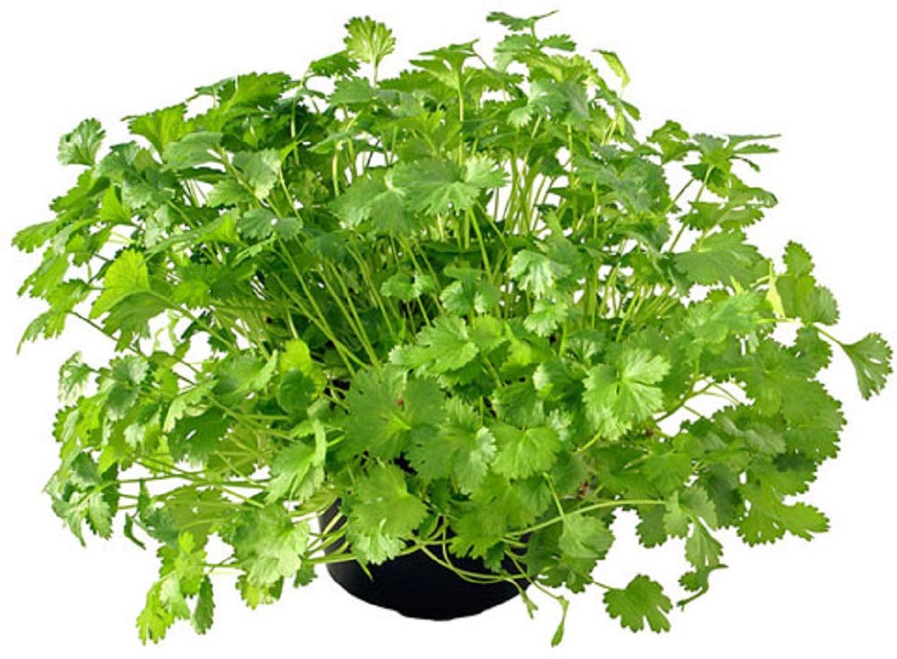 Non-GMO Cilantro Seeds for Sprouting & Microgreens - 4oz - Gardening, Juicing, Hydroponics