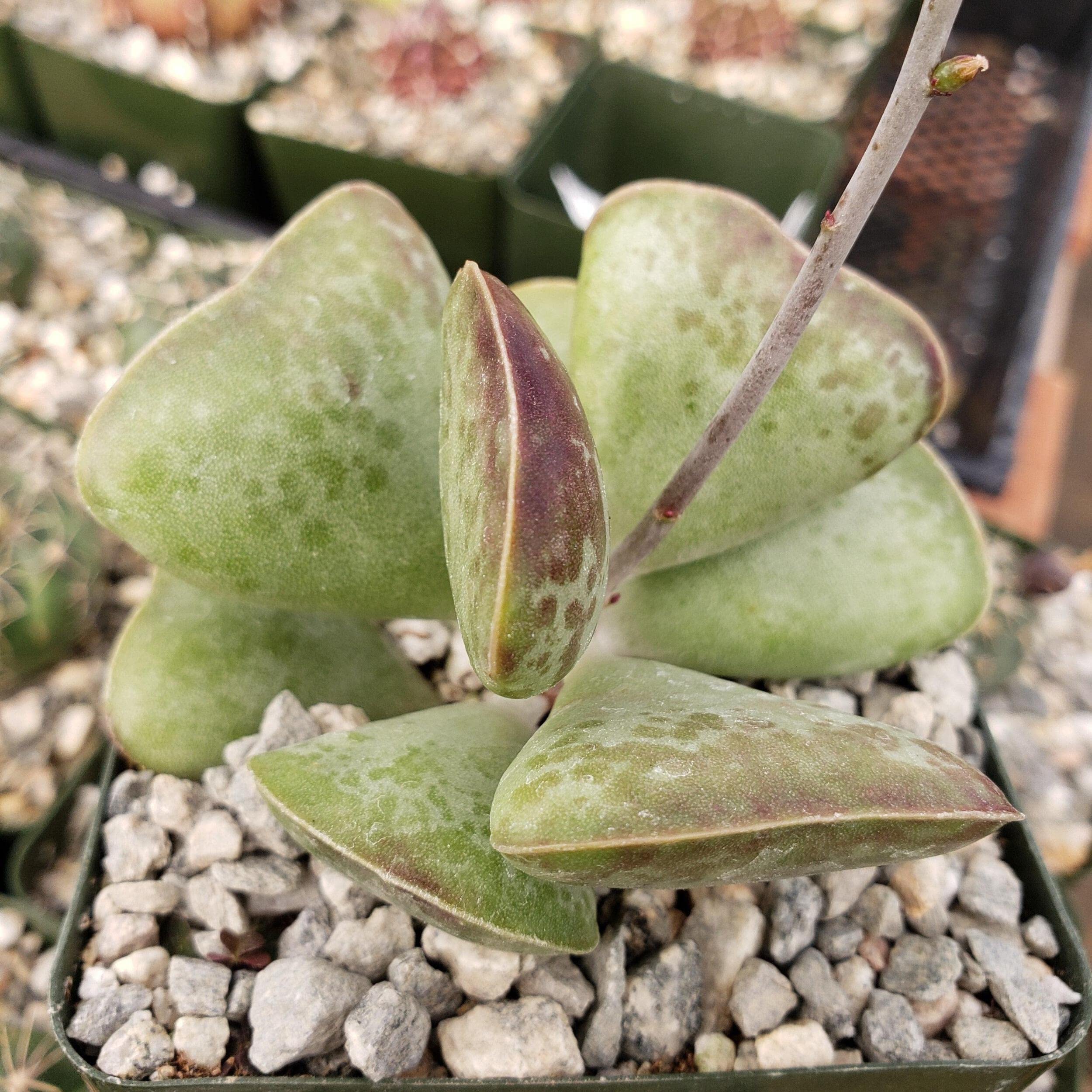 Adromischus Triflorus 'Calico Hearts' Live Succulent Plant - Rare Cactus for Home Decor, Office Desk & Garden Arrangements