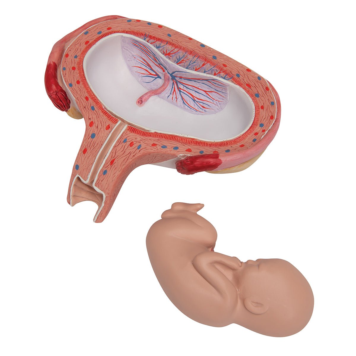 5-Month Fetus in Dorsal Position - Detailed Fetal Development Model for Medical Education & Pregnancy Awareness