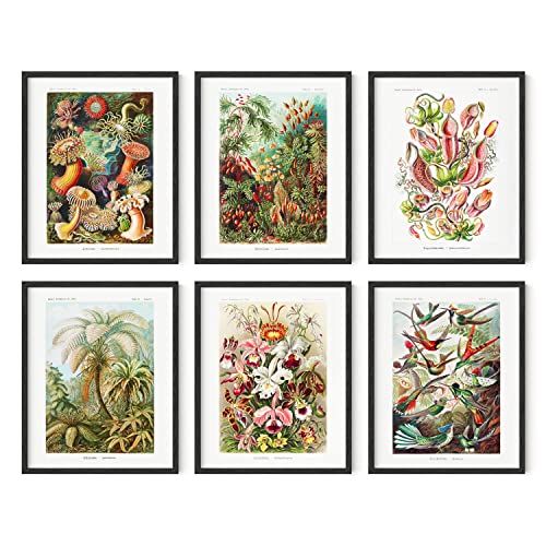 Ernst Haeckel Set