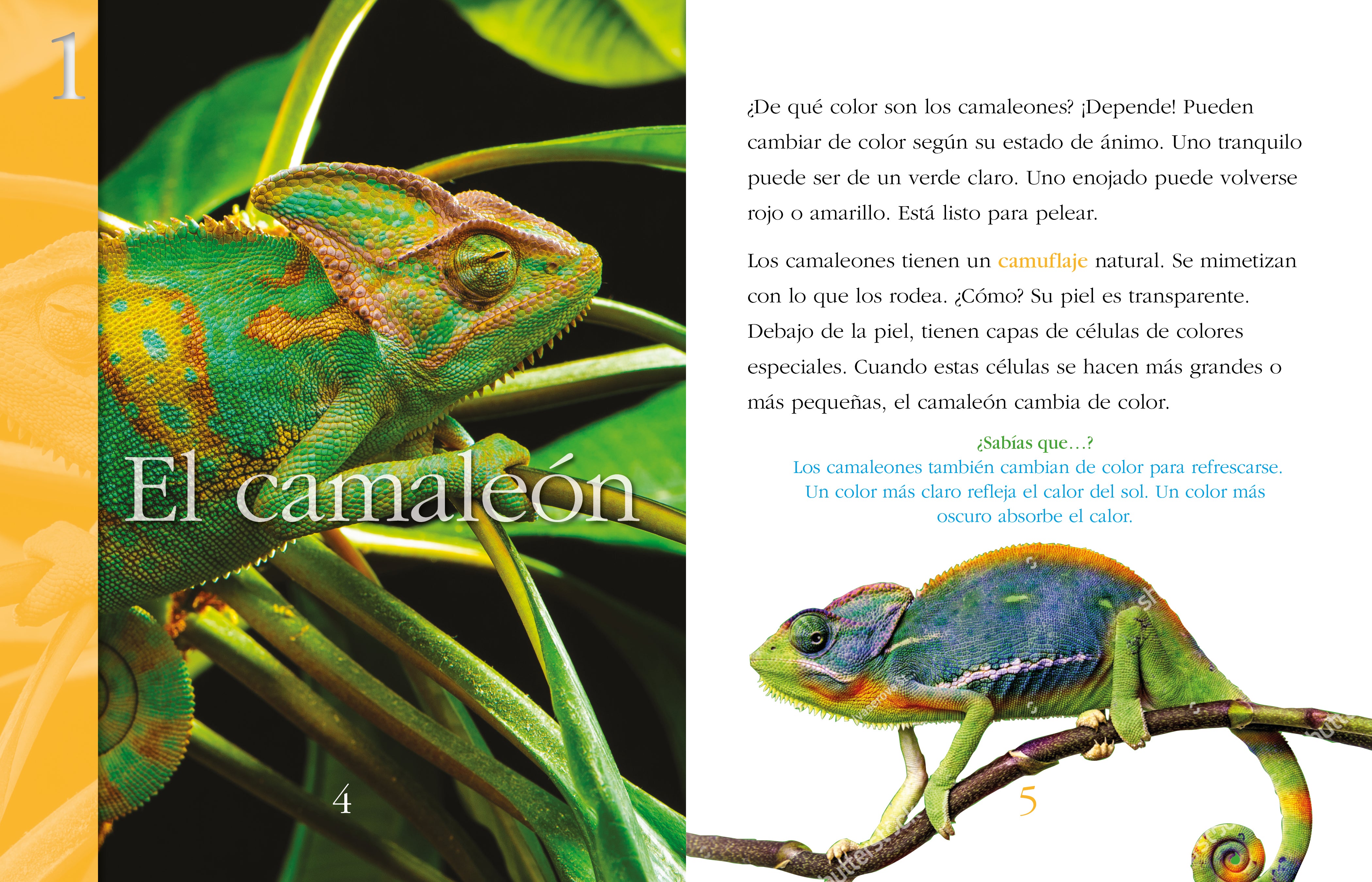 Best Camouflaged Animals - Discover Nature's Masters of Disguise | Perfect for Wildlife Enthusiasts & Nature Photography