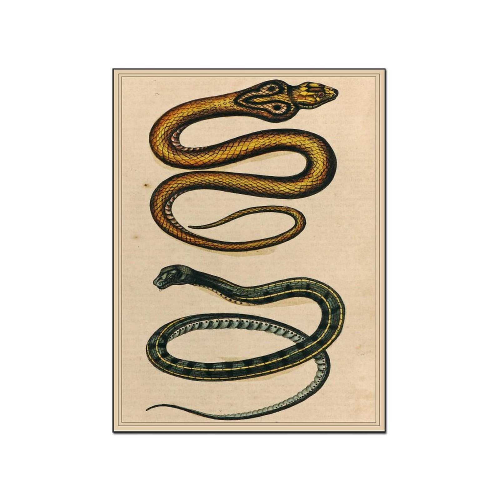 Vintage Snake Wall Art Poster - Hand Drawn Colubrid & Cobra Illustration - 12x16 Inch (30x40cm) Framed Wall Decor for Bedroom, Living Room, Office - Perfect for Reptile Lovers & Home Decoration