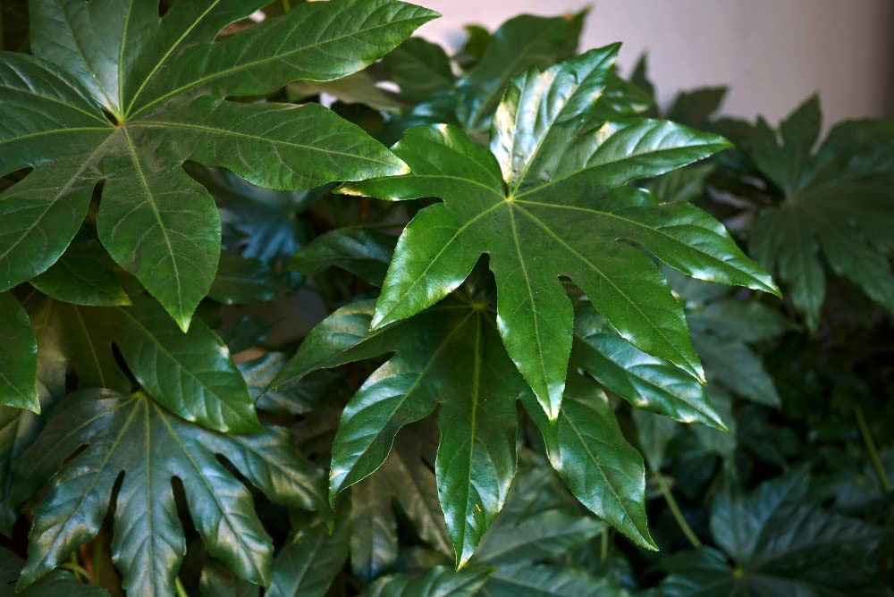 20 Fatsia Japonica Seeds for Planting - Exotic Indoor & Outdoor Garden Plant - Perfect for Home Decor, Landscaping, and Shade Gardens