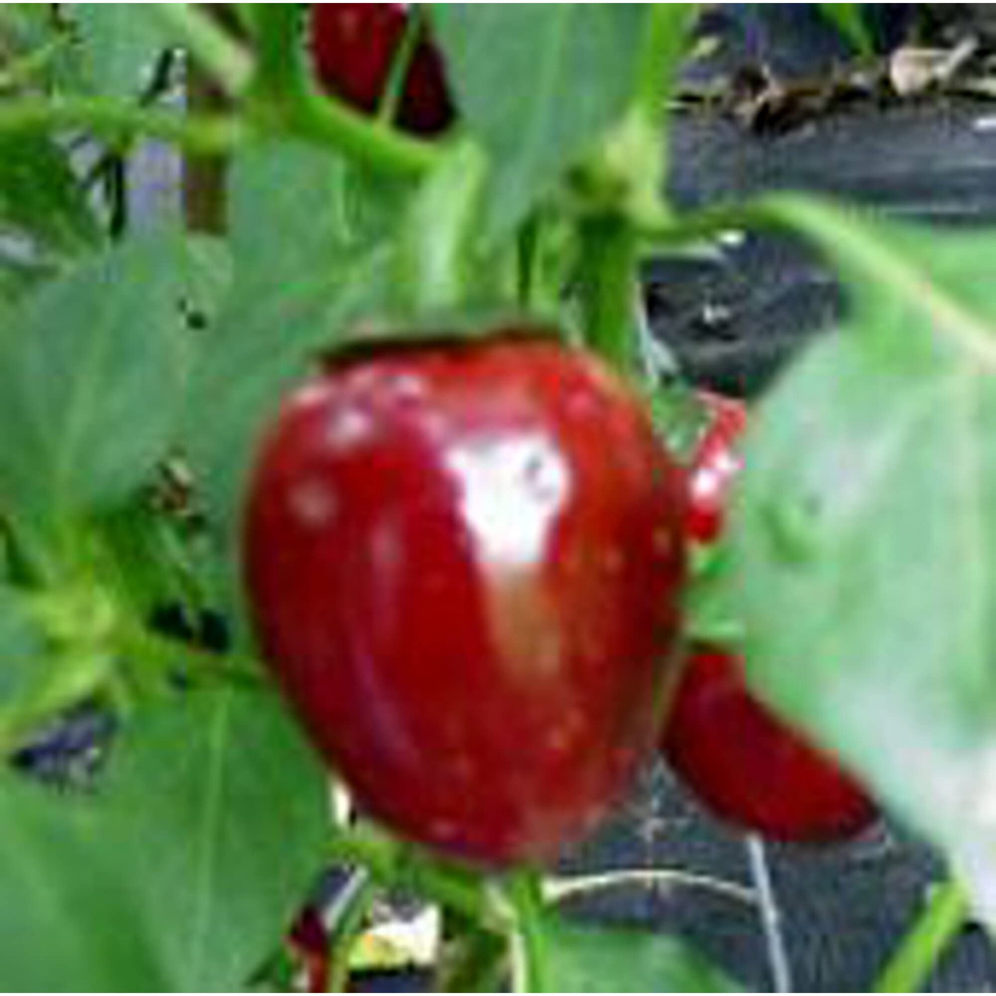 Organic Cascabel Hot Pepper Seeds (20+ Seeds) - Non-GMO Heirloom Vegetable Seeds for Planting - Home Garden, Greenhouse & Container Gardening - Perfect for Salsas, Hot Sauces & Mexican Cuisine