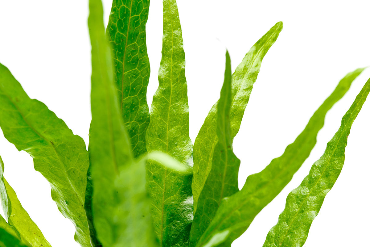 Narrow Leaf Java Fern (Microsorum Pteropus) - Live Aquarium Plant for Freshwater Fish Tanks, Low Light & Easy Care Aquatic Plant for Beginners