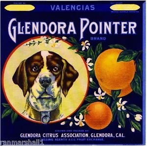 German Pointer Dog #3 Orange Citrus Fruit Crate Magnet - Vintage Art Print for Refrigerator, Office & Home Decor - Perfect for Pet Lovers & Kitchen Accessories