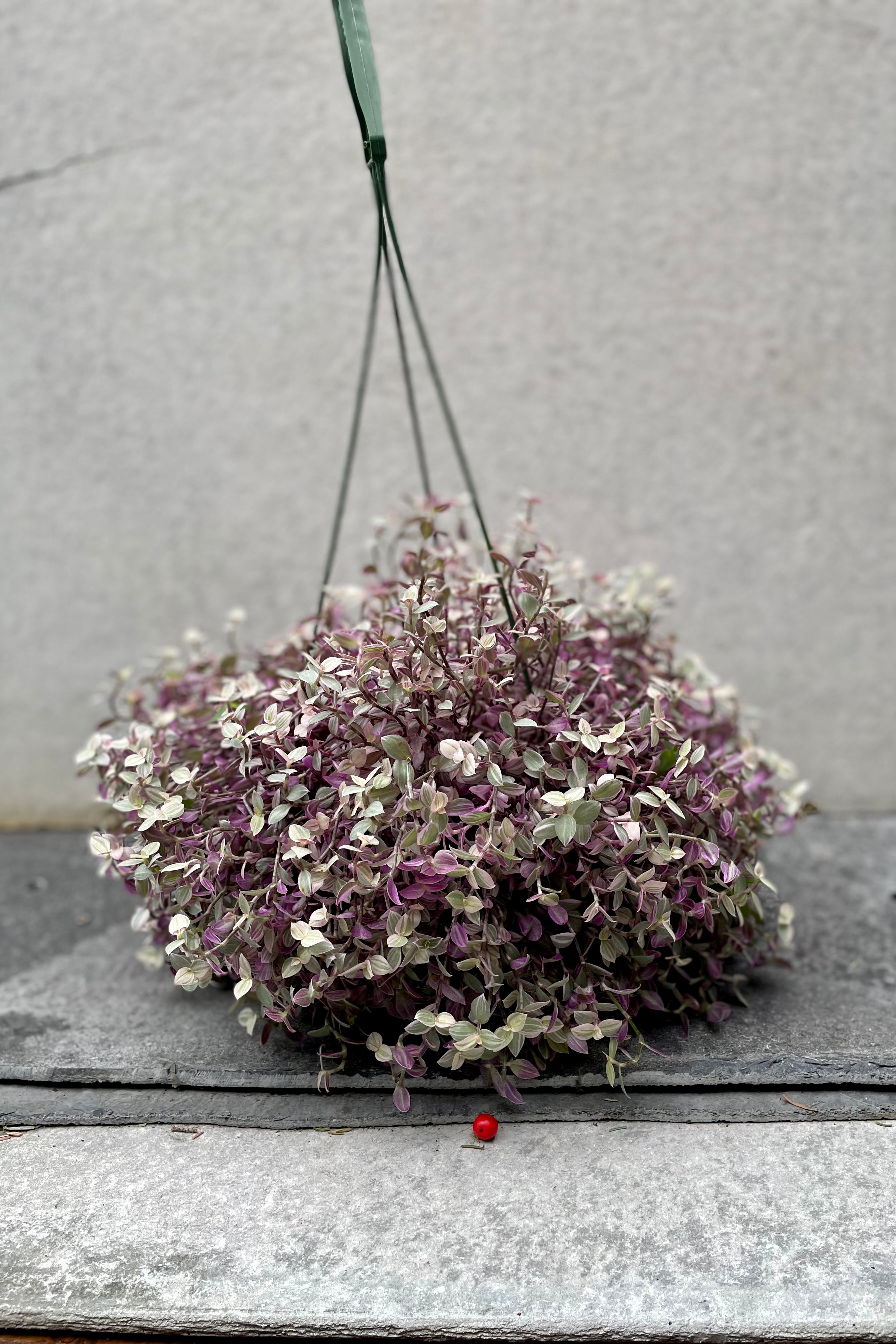 Callisia Repens 'Pink Lady' - 6 Inch Hanging Basket | Rare Pink Trailing Plant for Home Decor, Office & Indoor Gardens | Perfect for Shelves, Windowsills & Gift Giving