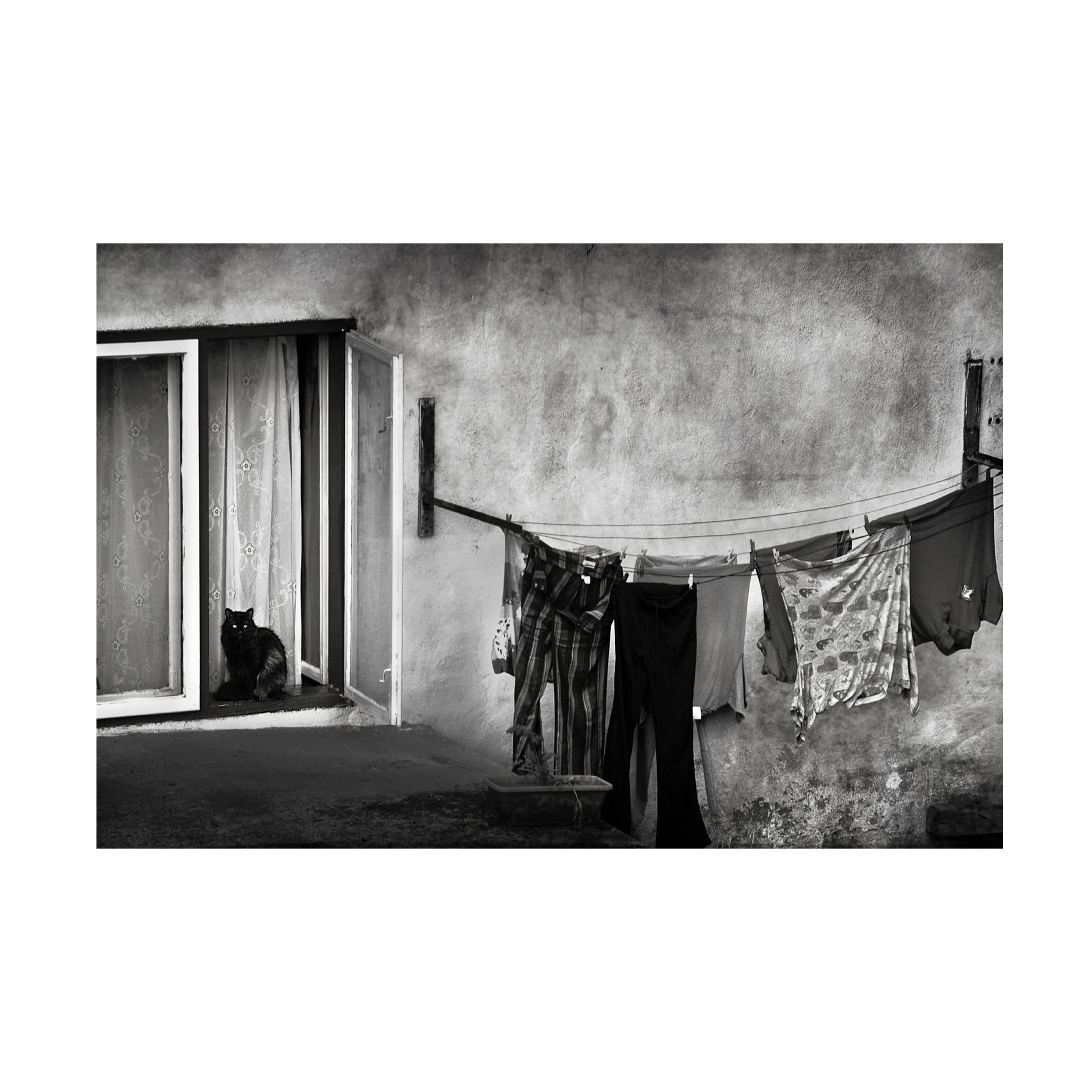 Trademark Fine Art 'The Watchcat' Canvas Art by Nicoleta Gabor - Hand-Painted Cat Painting for Living Room, Bedroom & Office Decor - Perfect Gift for Cat Lovers & Art Collectors