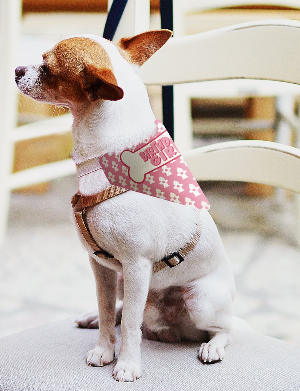 ThisWear Birthday Scarf for Small Dogs - Cute Pet Collar Scarf for Birthday Girl Dogs - Perfect Birthday Gift for Small Breed Dogs - Great for Birthday Parties & Photo Shoots