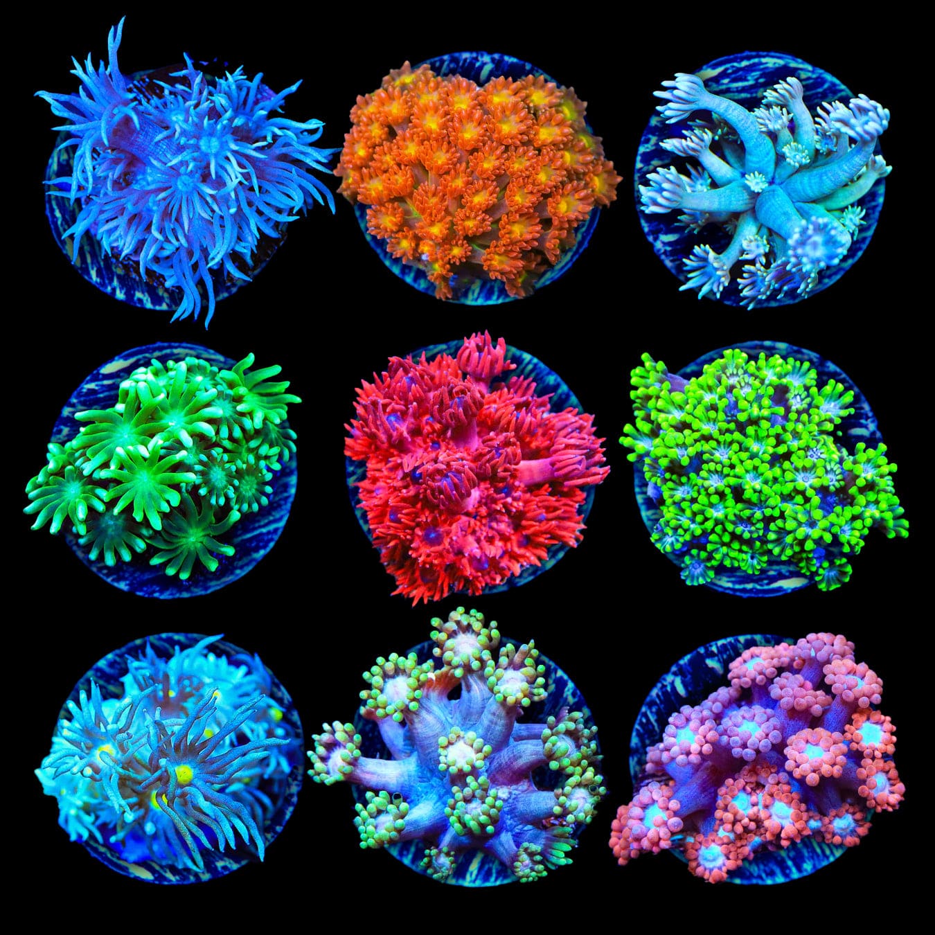 Premium Coral Frag Pack for Saltwater Aquariums - 3 Vibrant Coral Fragments for Reef Tanks | Perfect for Beginners & Coral Propagation
