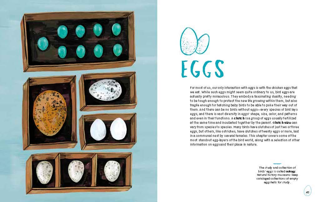 Nests, Eggs, Birds: An Illustrated Aviary Book - Beautiful Bird Watching Guide for Nature Lovers, Perfect for Birding Enthusiasts and Home Decor
