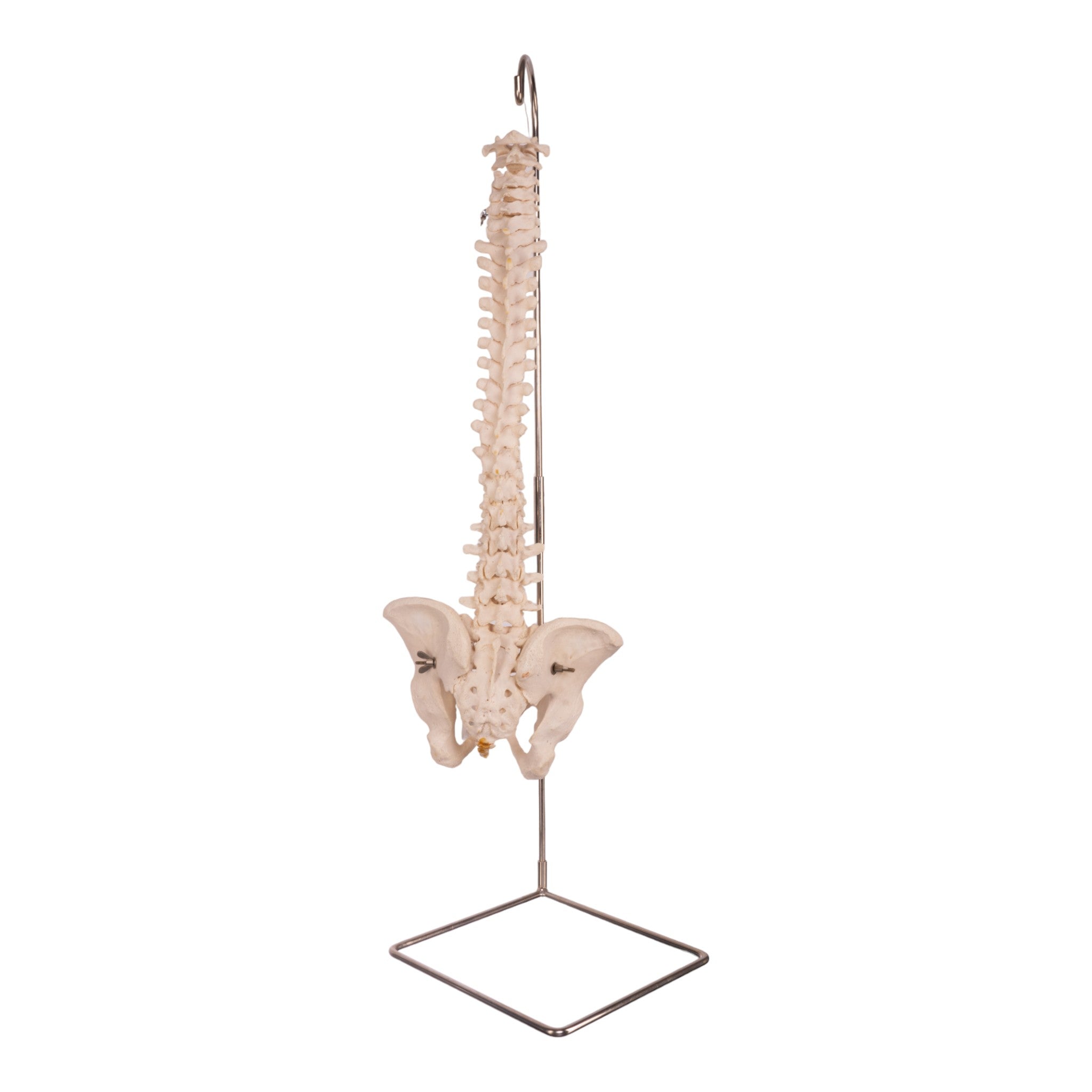 Authentic Human Spine, Sacrum & Pelvis - Medical Anatomy Model for Students, Doctors & Researchers | Perfect for Medical Education, Study & Display