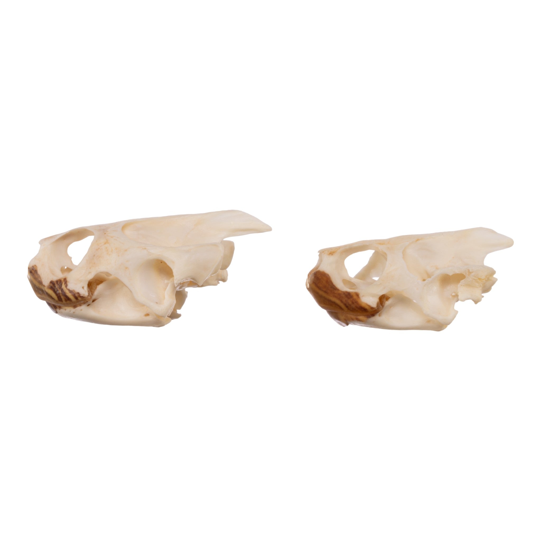 Authentic Real Pond Turtle Skull - Natural Specimen for Science Study, Home Decor & Gothic Collection | Perfect for Biology Classrooms, Halloween Decor & Oddity Displays