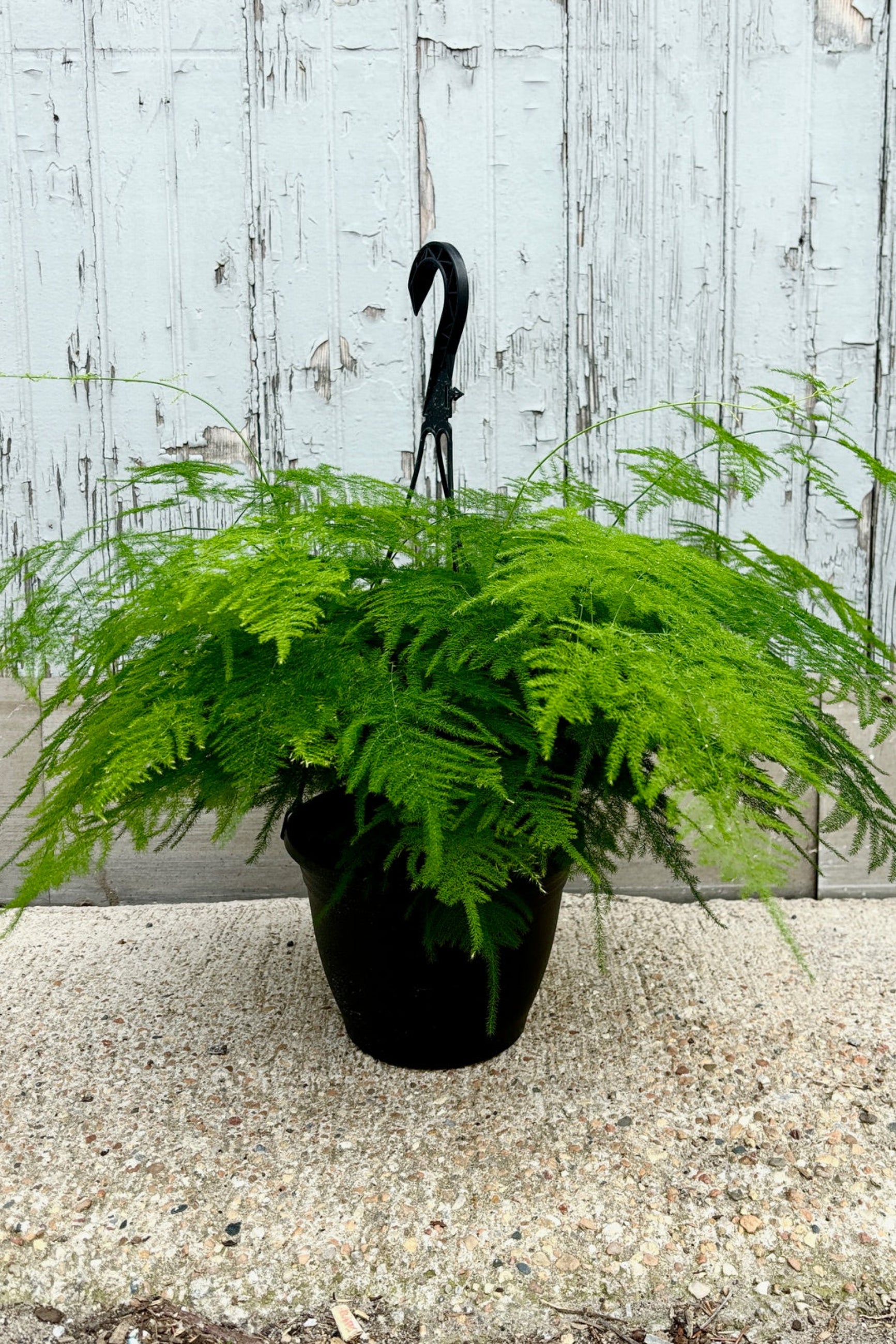 Asparagus Plumosa Fern - 8