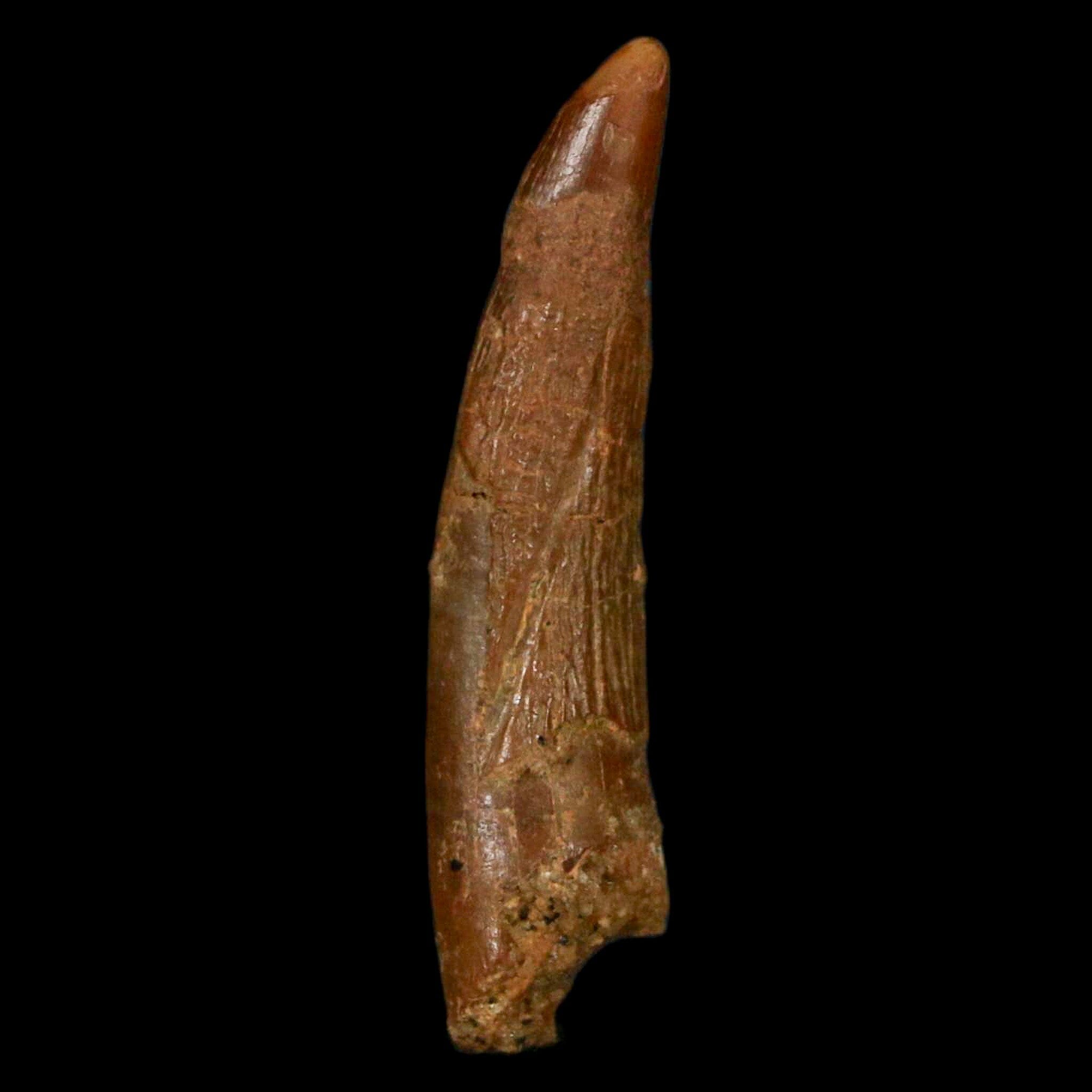 1.2 Inch Pterosaur Coloborhynchus Fossil Tooth - Authentic Upper Cretaceous Dinosaur Fossil from Morocco with COA - Perfect for Paleontology Collections & Science Classroom Displays