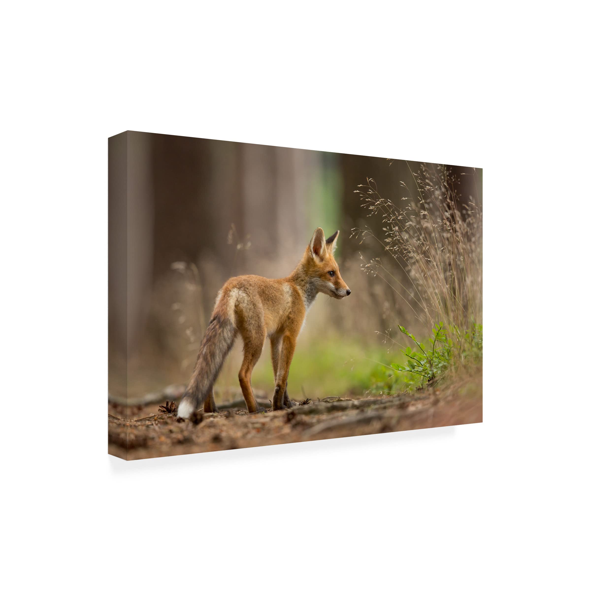 Trademark Fine Art 'Red Fox 1' Canvas Wall Art by Milan Zygmunt - Wildlife Home Decor for Living Room, Bedroom & Office