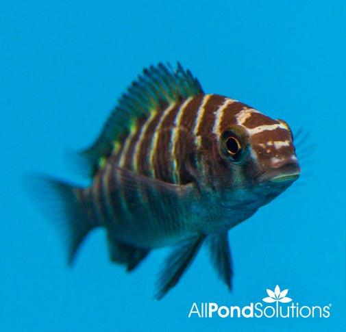 Red Banded Tropheus Cichlid Fish - Tropheus sp. for Freshwater Aquariums & African Cichlid Tanks