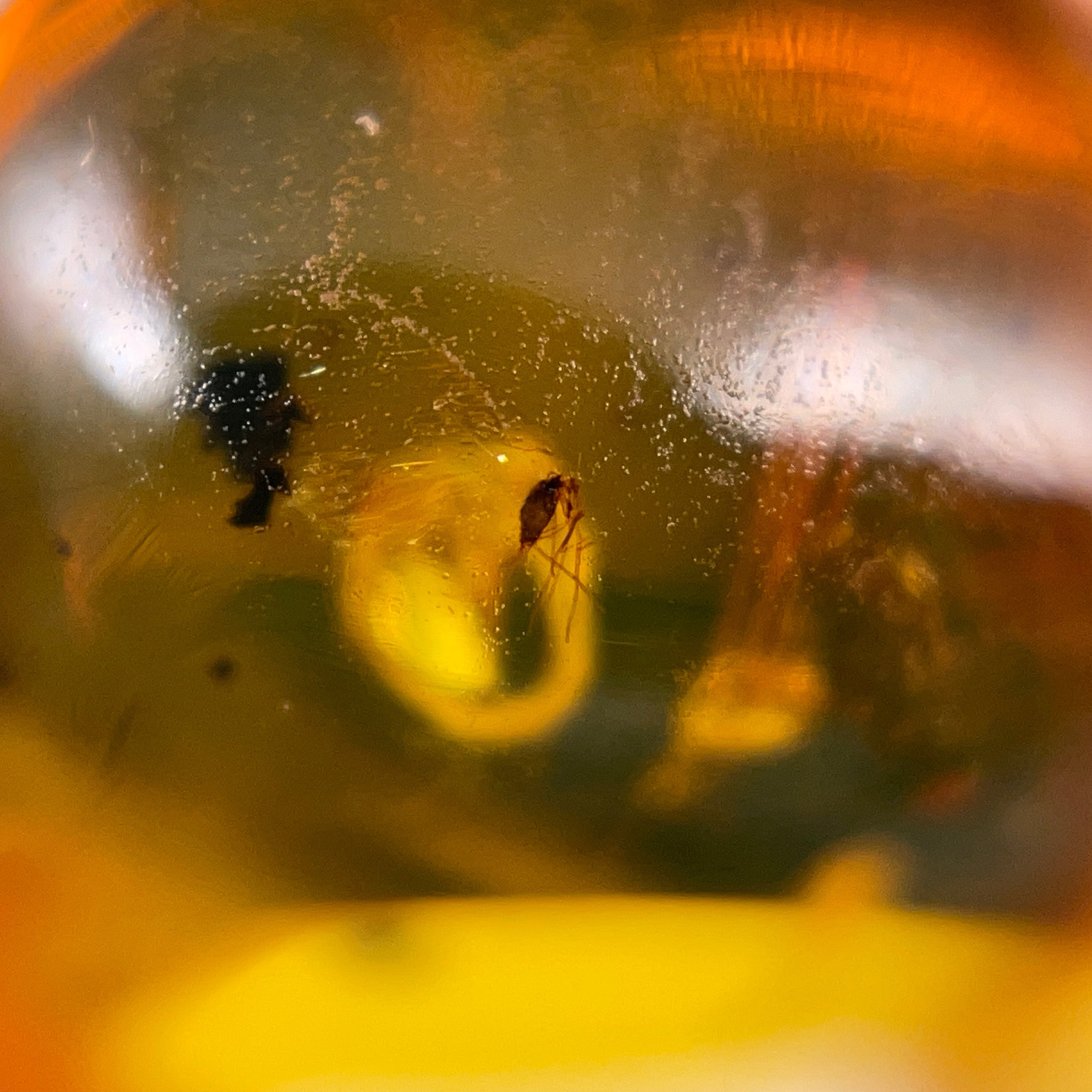 AMBER Stone with Real Insect Fossil - Natural Tumbled Crystals for Healing & Collection - Perfect for Jewelry Making, Meditation & Home Decor
