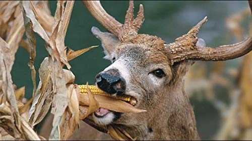 High-Yielding Hybrid Corn Seeds for Deer Food Plots - 250 Premium Corn Seeds to Attract & Grow Big Whitetail Bucks - Perfect with Deer Minerals for Hunting Season | Ideal for Wildlife Food Plots, Hunting Grounds & Deer Attraction