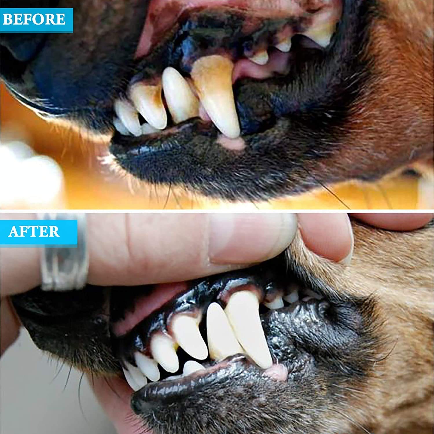 ZOVIRA Calculus Remover Dental Plaque Removal Kit for Dogs and Cats - Double Headed Stainless Steel Teeth Whitening Tool for Small Puppies & Pets | At-Home Pet Dental Care Solution for Tartar Control & Oral Hygiene
