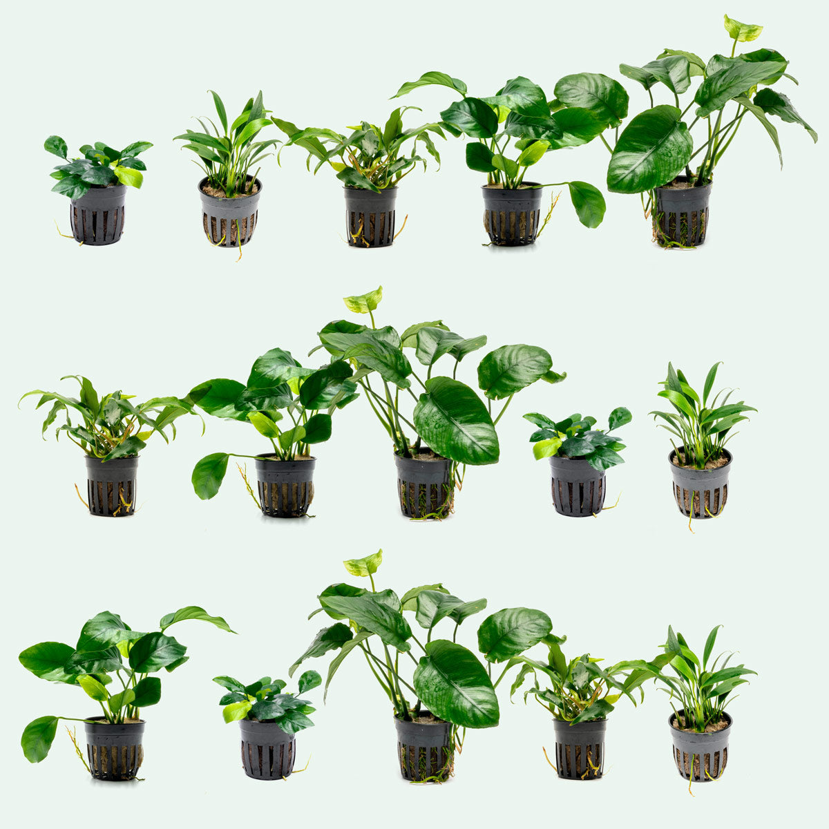 Assorted Anubias Aquatic Plants Bundle - Live Freshwater Aquarium Plants for Fish Tanks - Perfect for Aquascaping, Shrimp Tanks & Low Light Aquariums