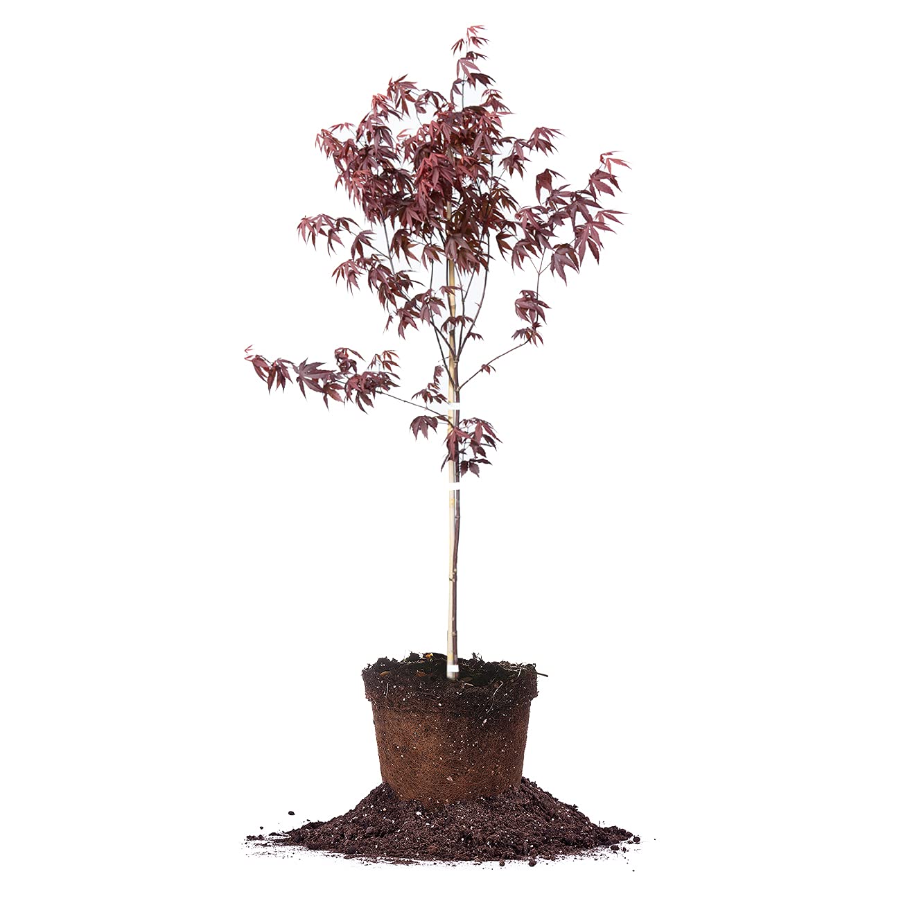 PERFECT PLANTS Bloodgood Japanese Maple Live Plant - 3-4 Feet Tall with Care Guide | Fast-Growing Ornamental Tree for Landscaping, Garden Decor & Outdoor Shade