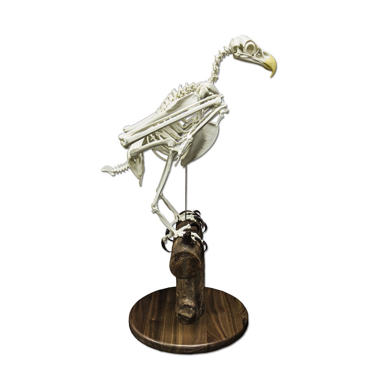 Authentic Replica Bald Eagle Skeleton Model - Lifelike Taxidermy Display for Educational, Home Decor & Halloween Props