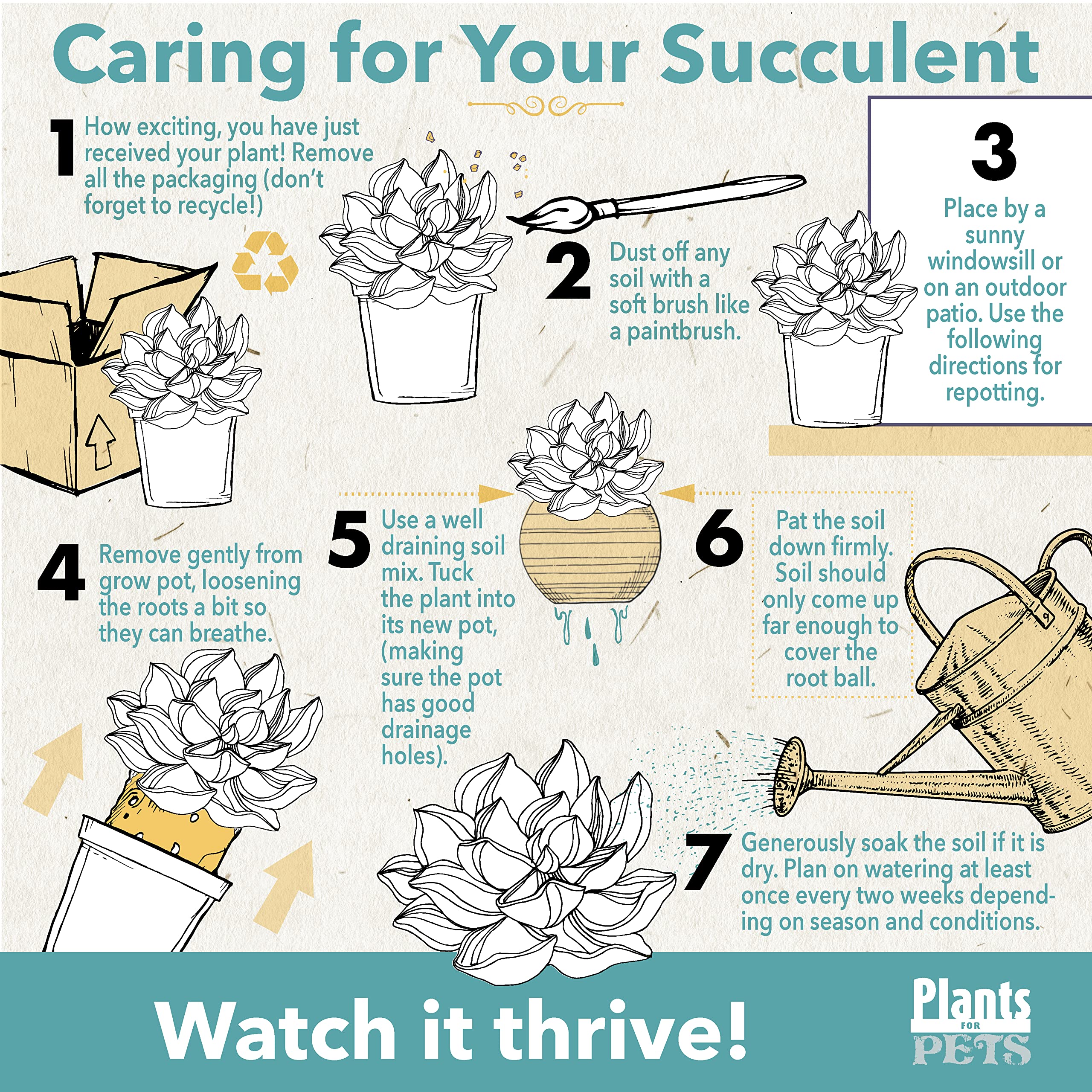 String of Pearls Live Succulent Plant in Hanging Planter - Indoor Houseplant for Home & Office Decor | Low Maintenance Mini Succulents for Shelves, Windowsills & Gift Giving