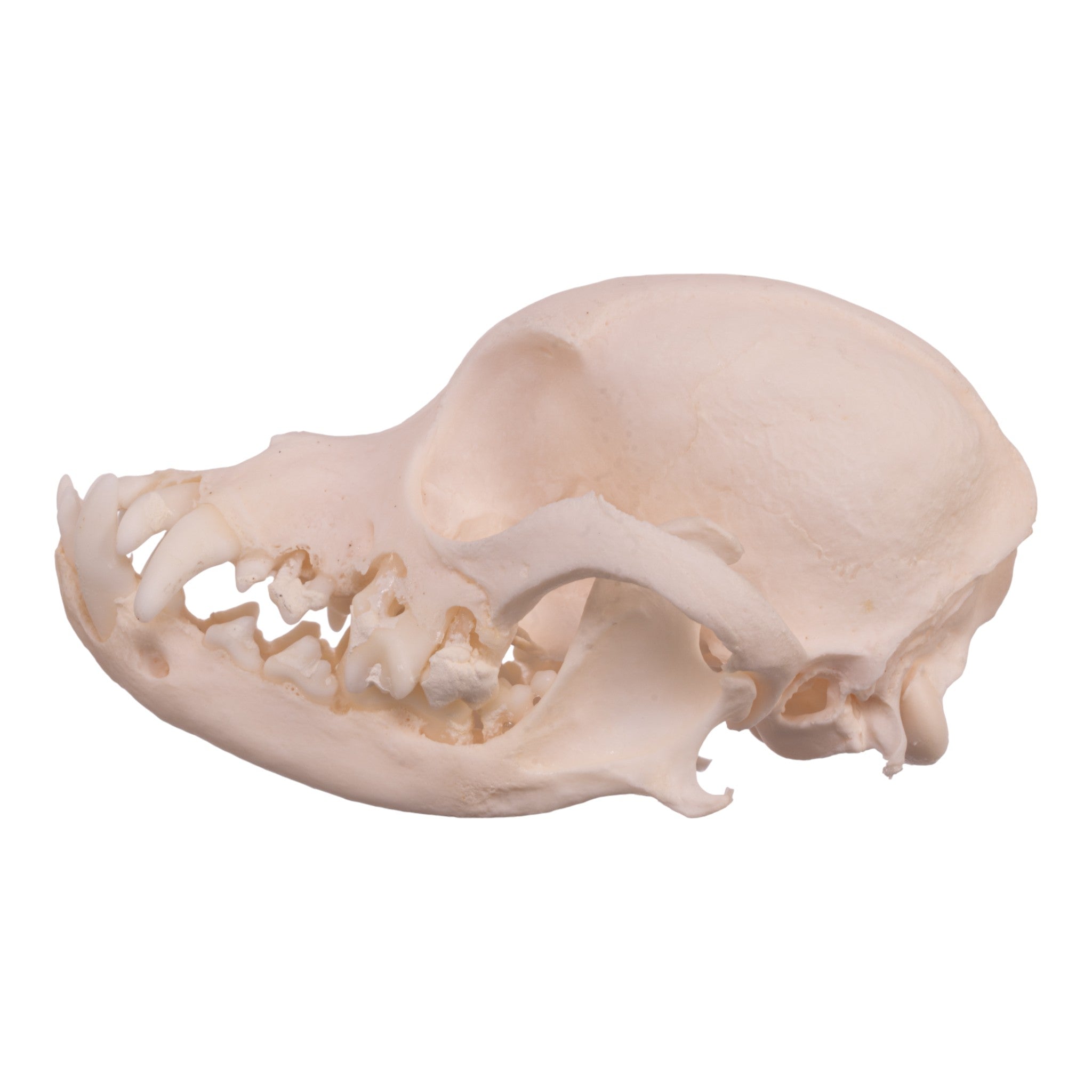 Authentic Pekingese Dog Skull for Veterinary Study - Real Domestic Canine Skull with Periodontal Details for Anatomy & Dental Research