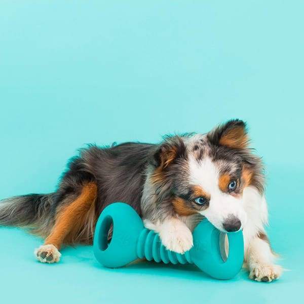 ZippyPaws ZippyTuff Squeakerz Dumbbell Dog Toy - Durable Chew Toy for Small & Medium Dogs - Perfect for Fetch, Training & Interactive Playtime