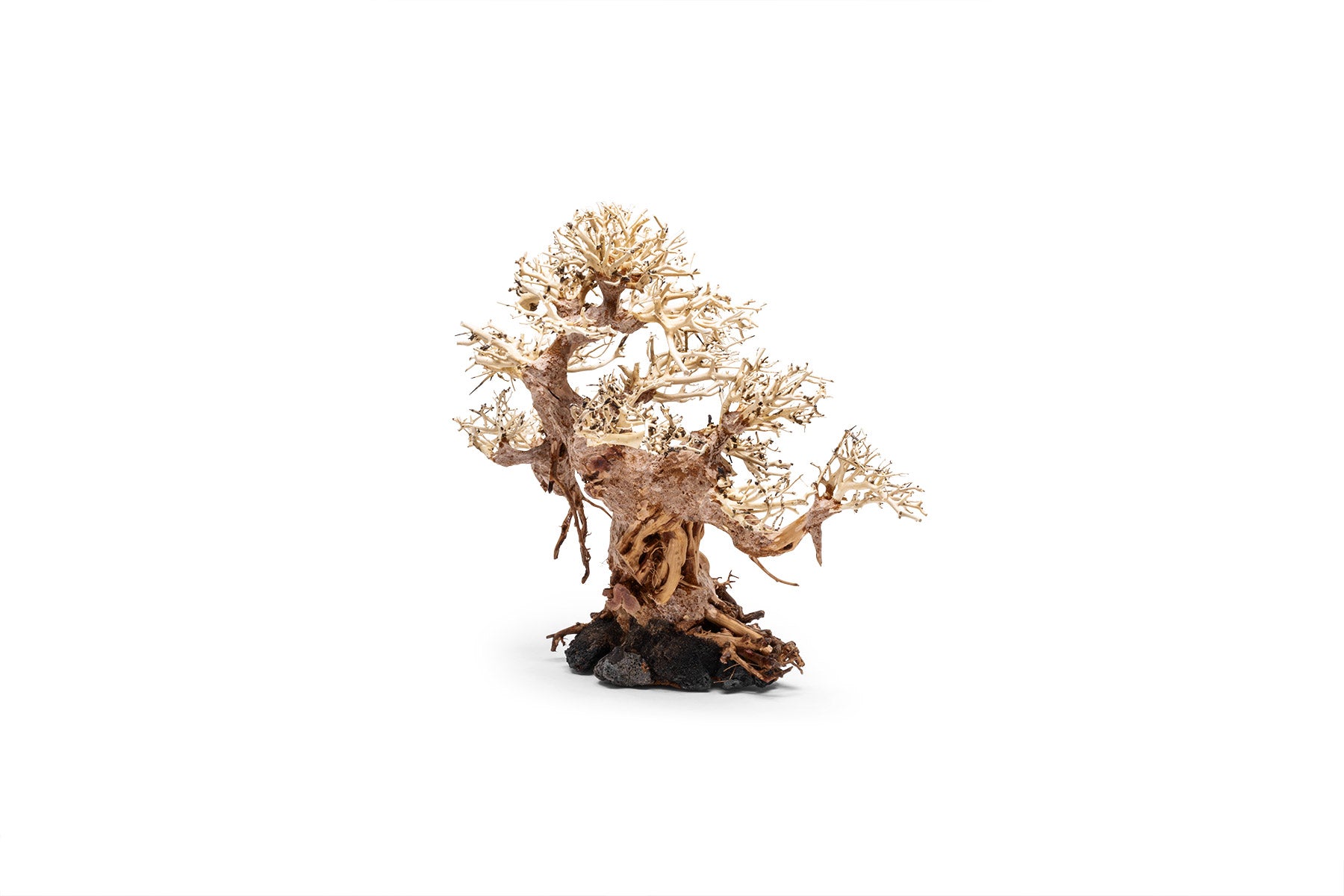 Premium Bonsai Tree Kit - Complete Starter Set for Indoor & Outdoor Gardening - Perfect for Home Decor, Office Zen Spaces & Gift Ideas
