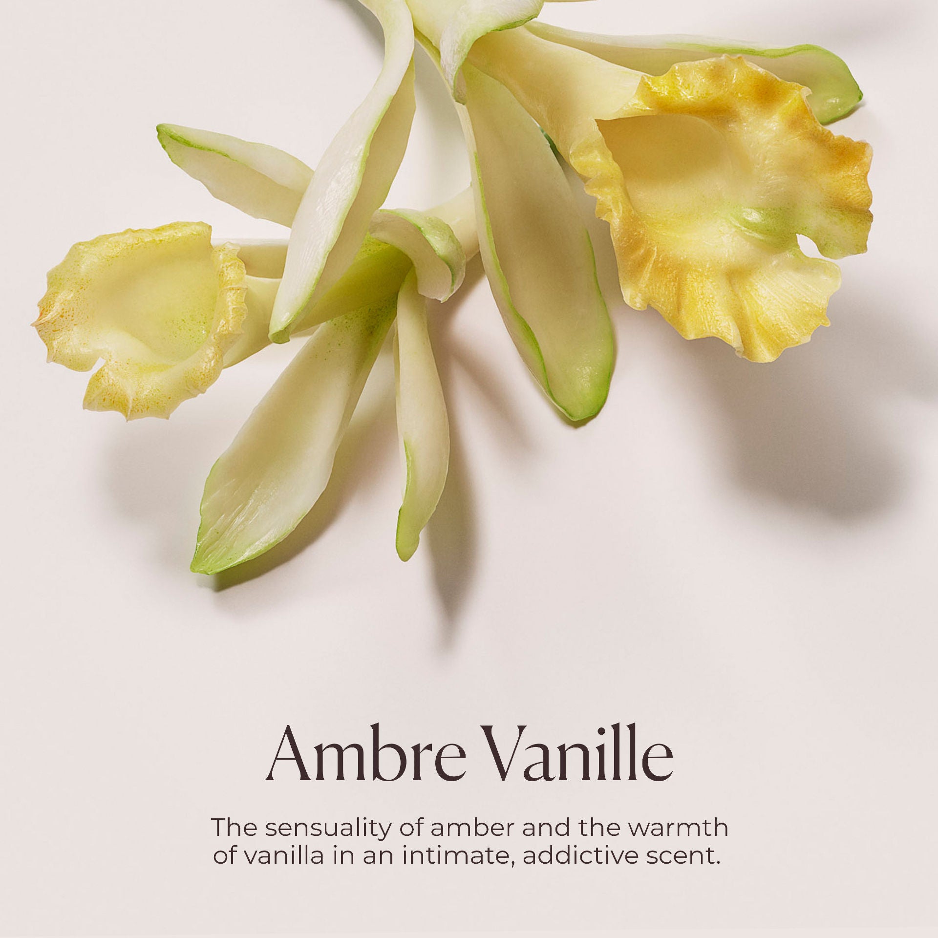 Hydrating Body Wash with Ambre Vanille Scent - Moisturizing & Luxurious Shower Gel for Dry Skin - Perfect for Daily Use & Relaxing Bath Time