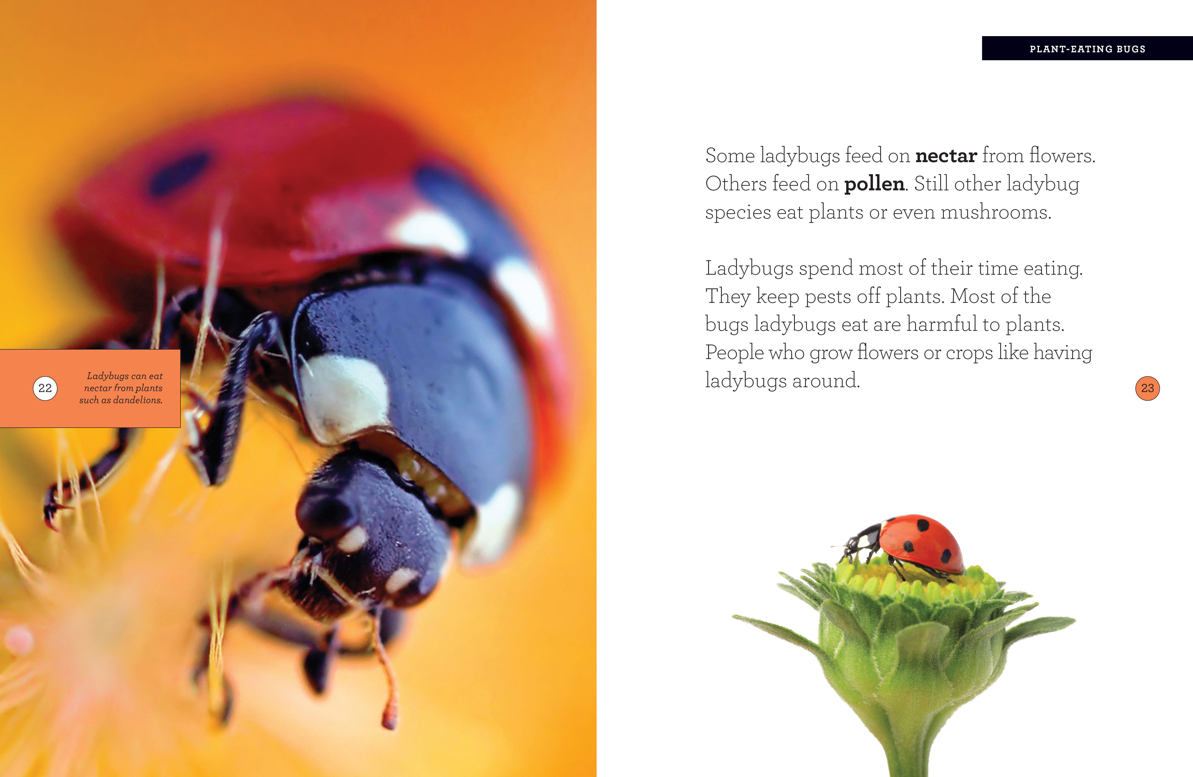 Ladybug Book 978-1-60818-217-6 | Children's Educational Nature Book for Kids | Perfect for Classroom Learning & Bedtime Stories