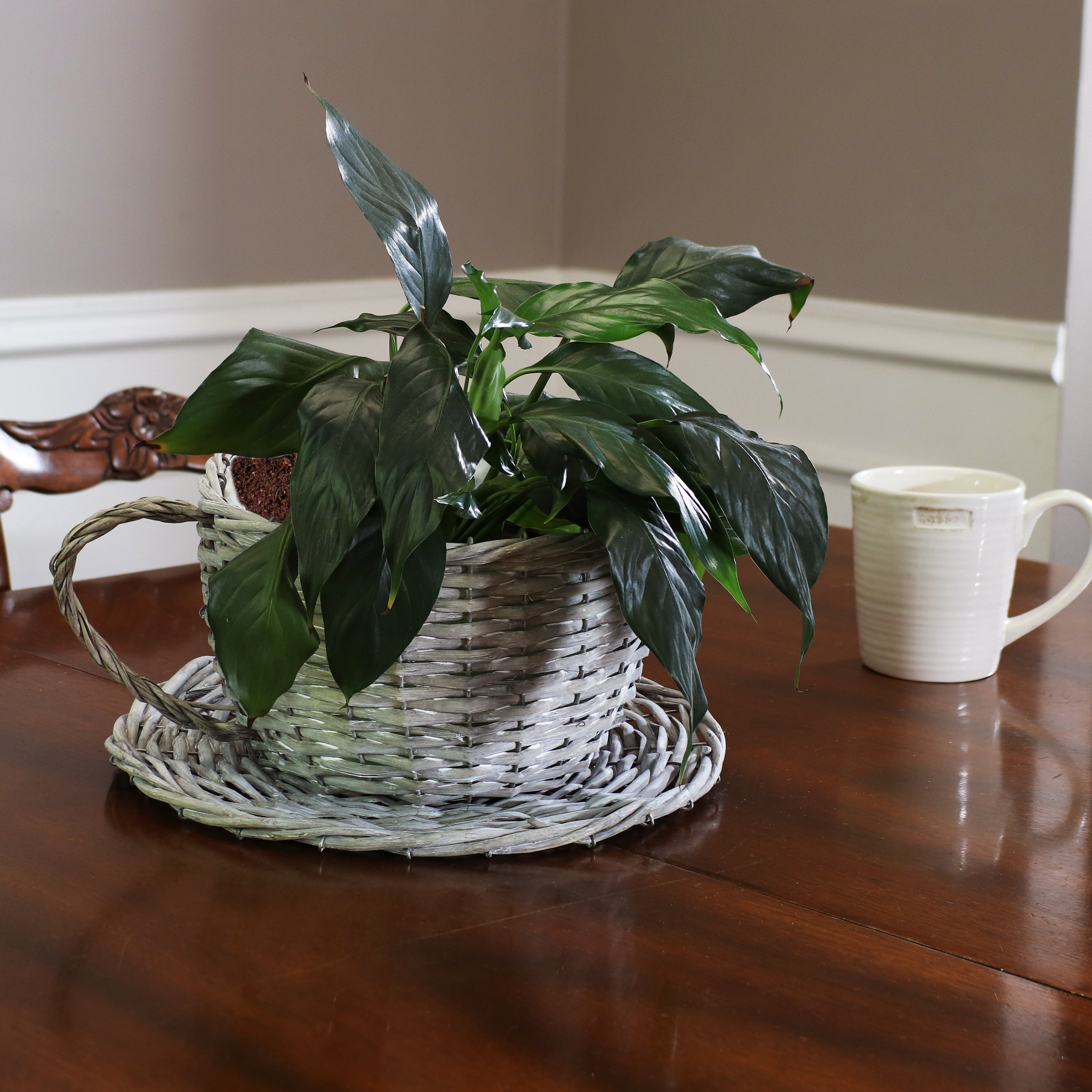 Sunnydaze Set of 2 Gray Willow Wicker Coffee Cup Indoor Planters - Perfect for Home Decor, Office Desk, and Succulent Plant Display