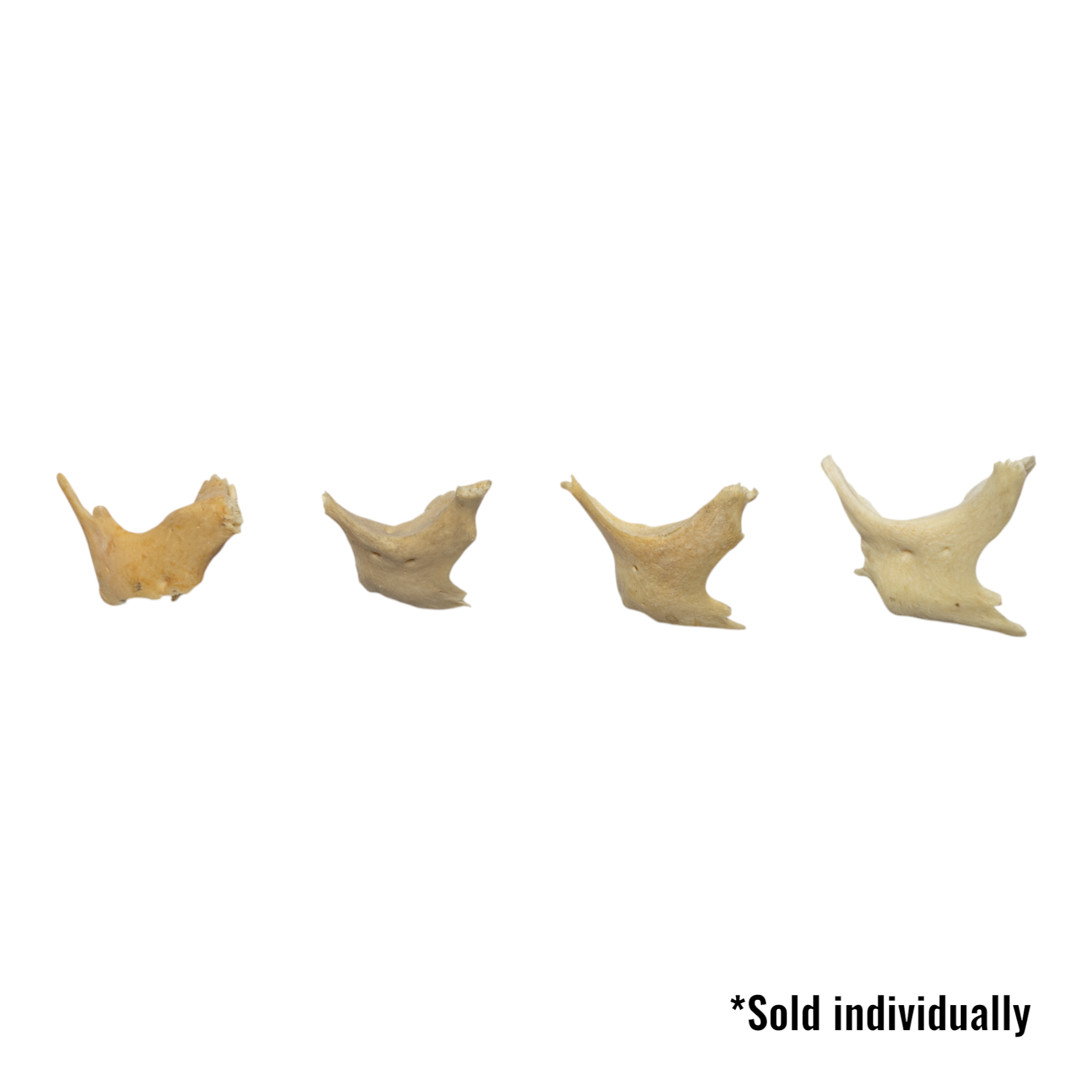 Authentic Human Child Zygomatic Bone - Single Specimen for Medical Study, Anatomy Education & Forensic Research | Perfect for Medical Students, Researchers & Science Classrooms