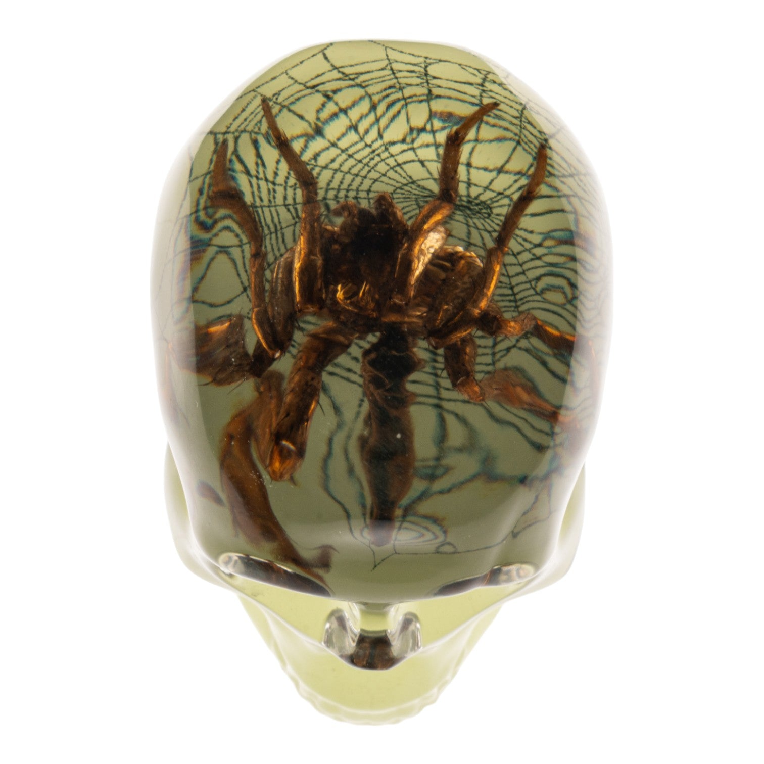Glow in the Dark Acrylic Skull Magnet with Real Spider & Web - Unique Gothic Decor for Fridge, Lockers & Halloween Party Decorations
