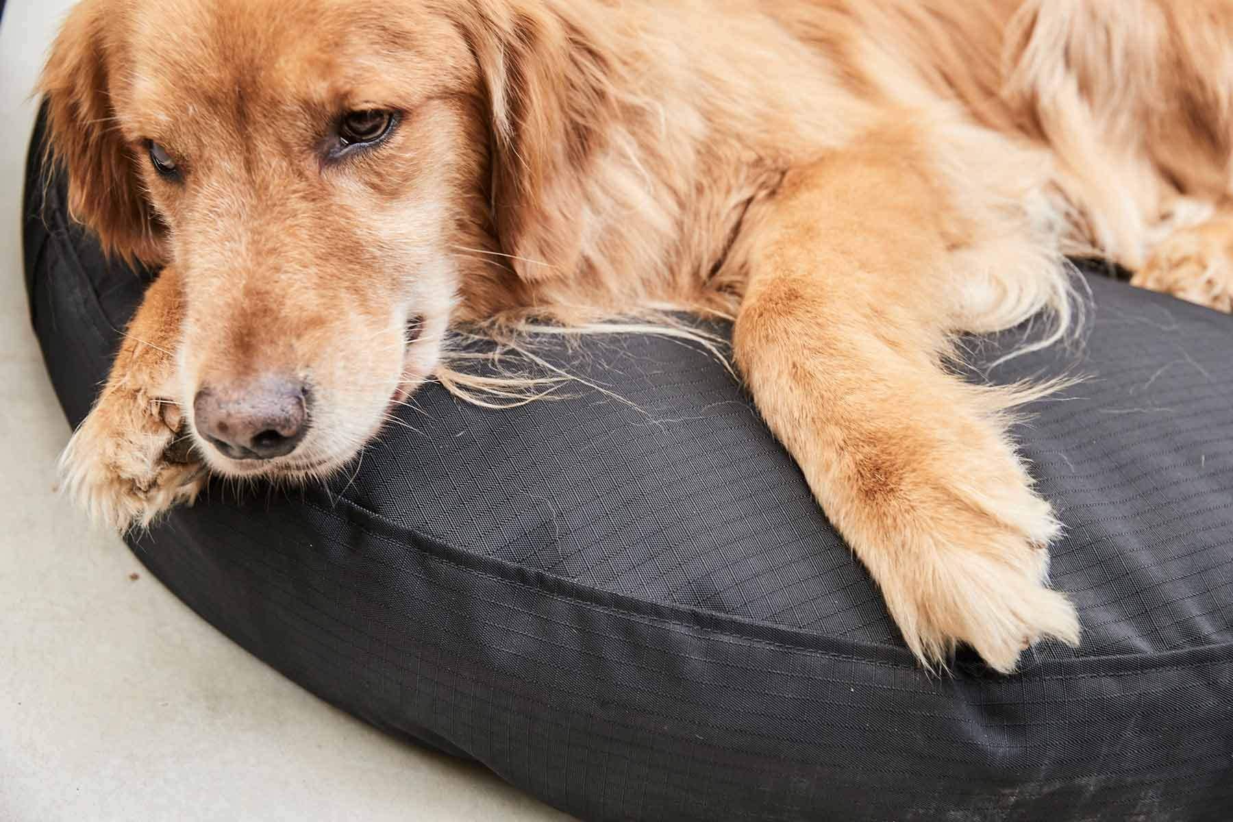 K9 Ballistics Chew-Resistant Round Dog Bed - Waterproof, Washable, Durable Nesting Pillow for Active Dogs - XL Size, Blue Quartz - Perfect for Playful Dogs & Indoor/Outdoor Use