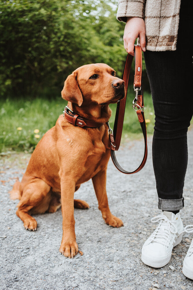 HUNTER UP Adjustable Dog Training Leash - Flat Design for Canadian Pets - Perfect for Obedience Training, Walking & Outdoor Adventures