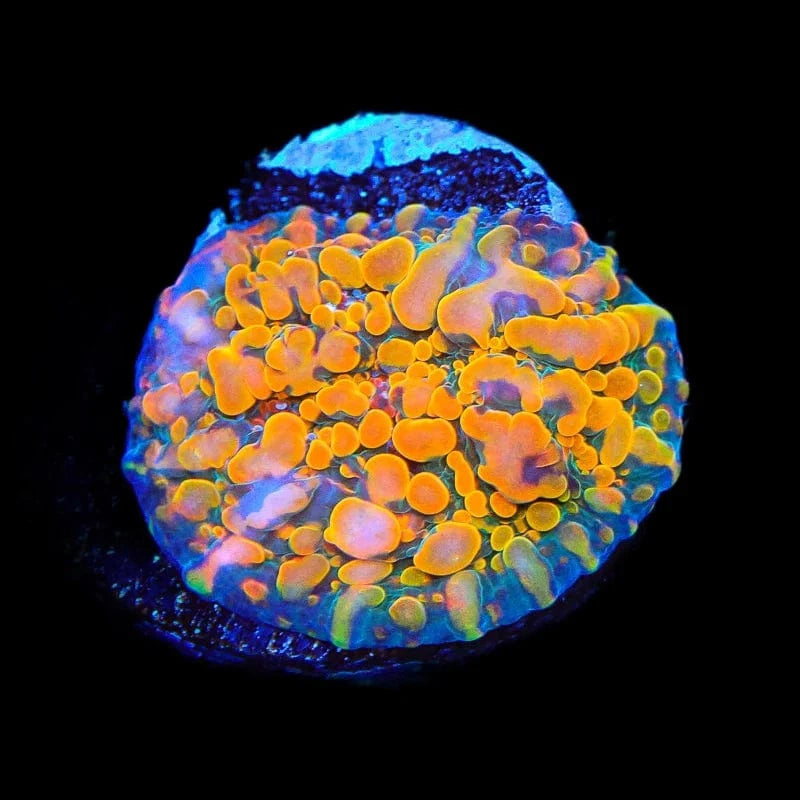 CC Cloudberry Chalice Coral - Premium Saltwater Aquarium Coral for Reef Tanks | Perfect for Marine Fish Tanks & Coral Propagation