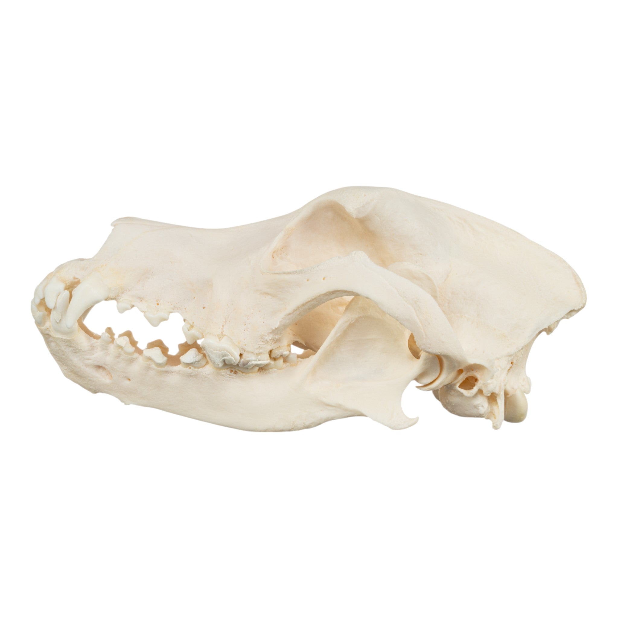Authentic Bloodhound Dog Skull Replica - Realistic Canine Anatomy Model for Veterinary Study, Halloween Decor & Educational Display