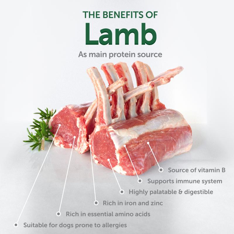 Premium Lamb Flavored Adult Dog Treats for Energy & Endurance - High Protein Training Snacks for Active Dogs | Perfect for Hiking, Running & Outdoor Adventures