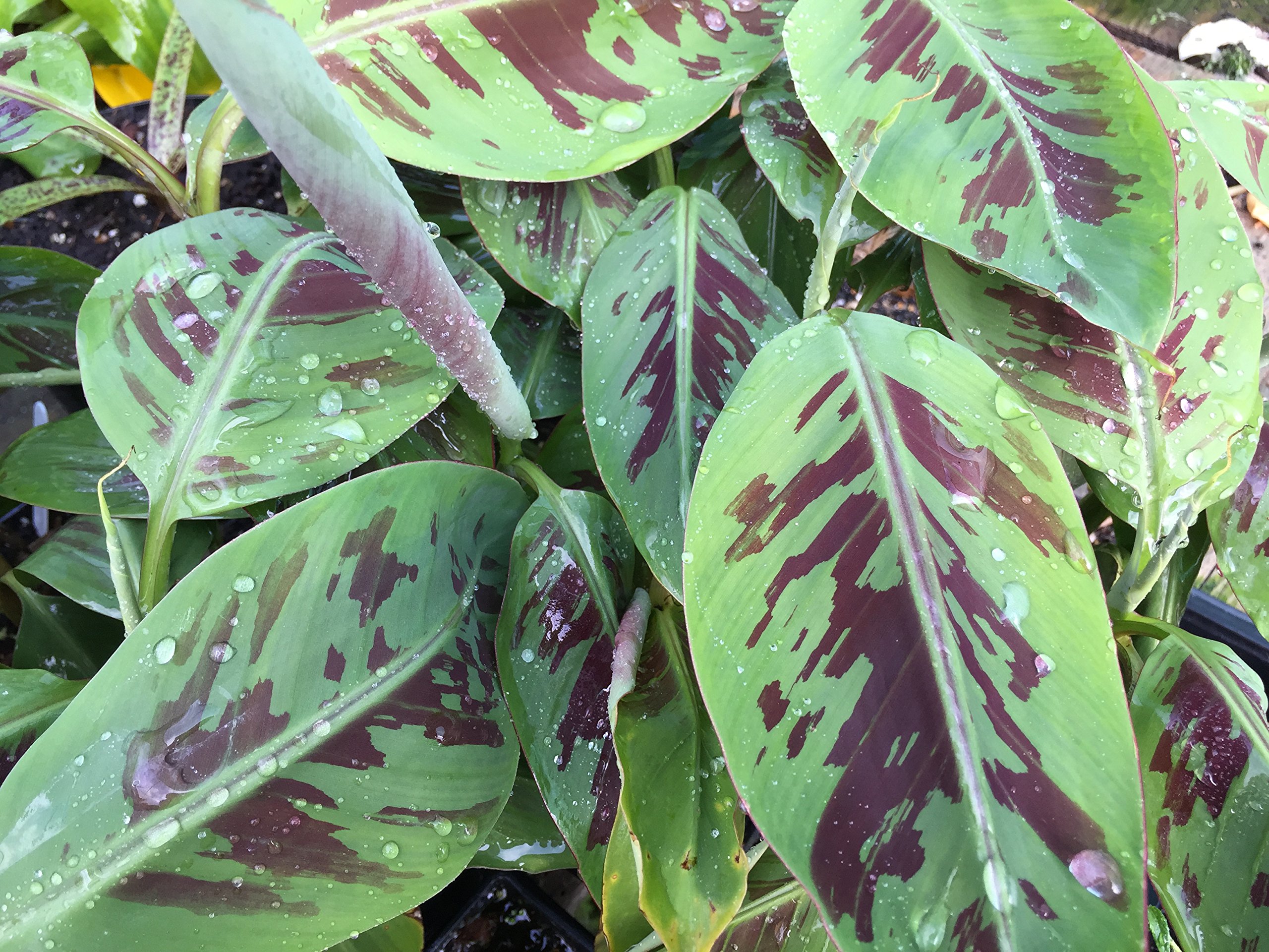 Musa Sumatrana X Cross Gran Nain Banana Tree - 8 Starter Plants for Tropical Landscaping, Container Gardening & Backyard Fruit Production