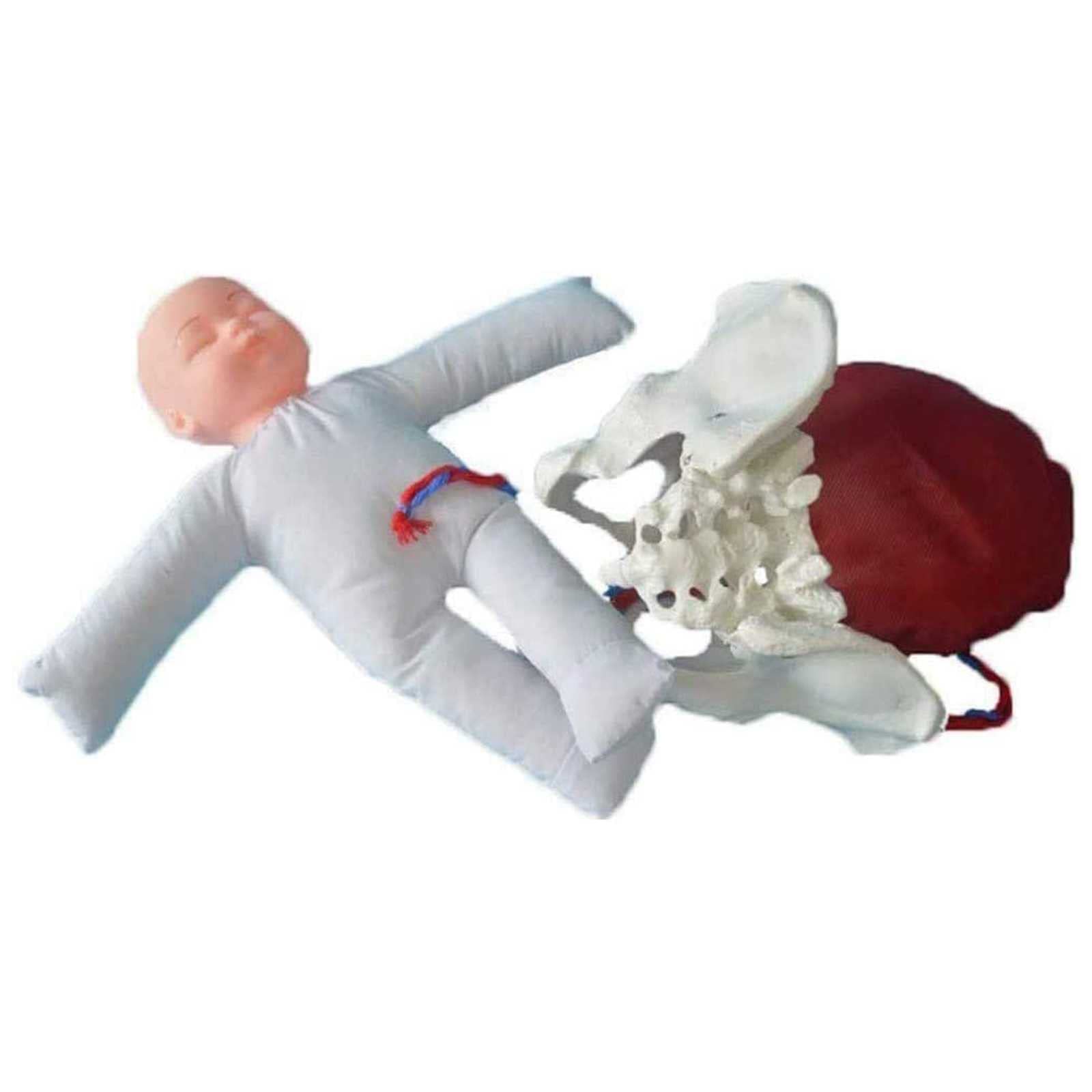 Professional Midwifery Training Model with Female Pelvis & Baby - Childbirth Simulation for Medical Students, Midwife Education & Clinical Practice - Perfect for Study, Display & Teaching Demonstrations