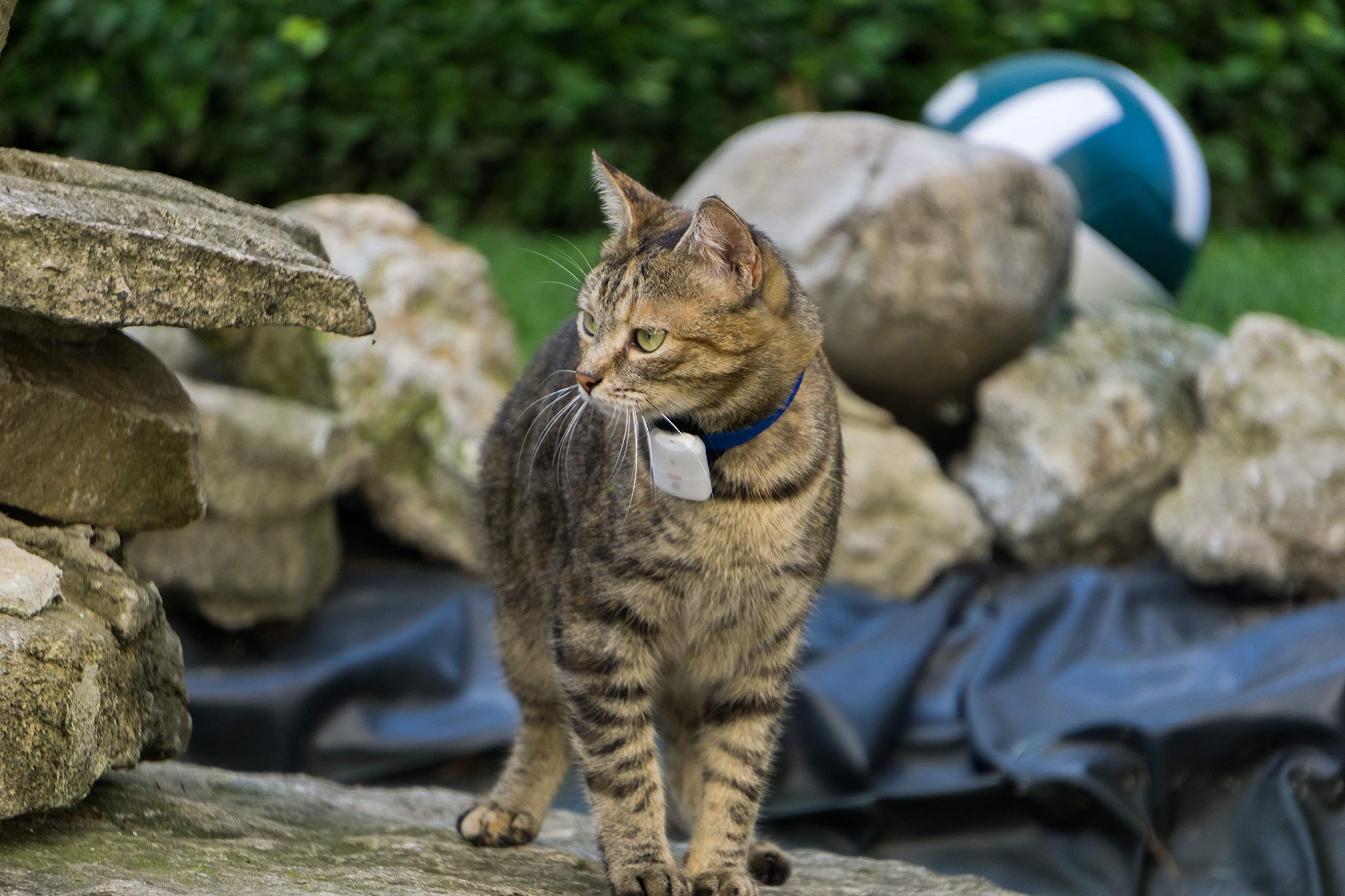 Girafus Pro-Track-tor Pet Tracker - Long Range Cat & Dog GPS Locator (1600 ft), Ultra-Lightweight (0.28oz) Safety Device for Small Pets - Perfect for Outdoor Adventures, Hiking & Lost Pet Recovery