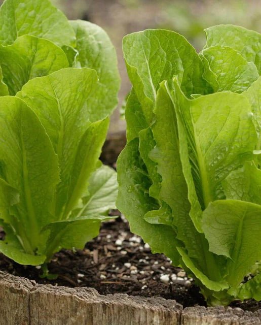Organic Winter Density Lettuce Seeds for Home Gardening - Crisp, Cold-Resistant Salad Greens for Fresh Salads, Container Gardening & Urban Farming