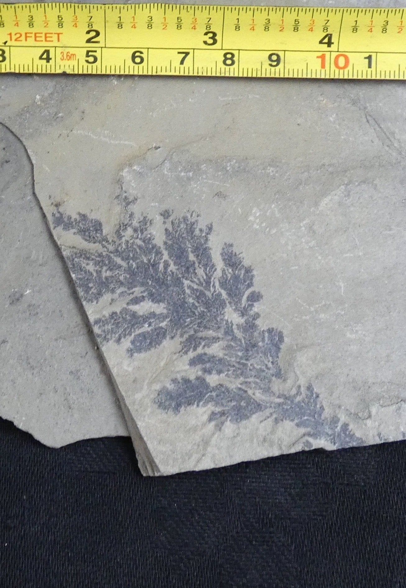 Dendrites in Matrix - Premium Quality Dendrite Crystals for Collectors & Decor | Perfect for Home Display, Science Education & Gift Giving