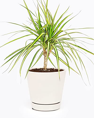 Dracaena Sunray Cane