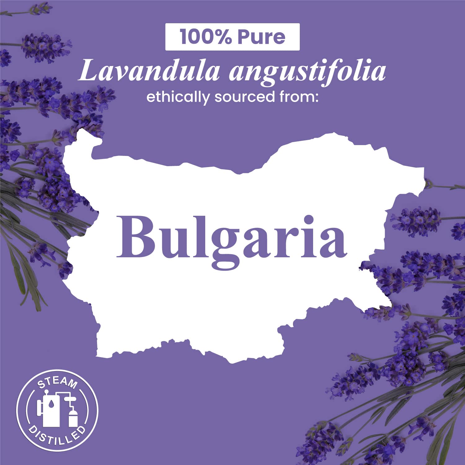 Handcrafted Lavender Essential Oil - 100% Pure & Natural - 0.33 Fl Oz Premium Grade Aromatherapy Oil for Diffusers, Massage, Relaxation & Stress Relief - Perfect for Home Spa, Yoga & Bedtime Use