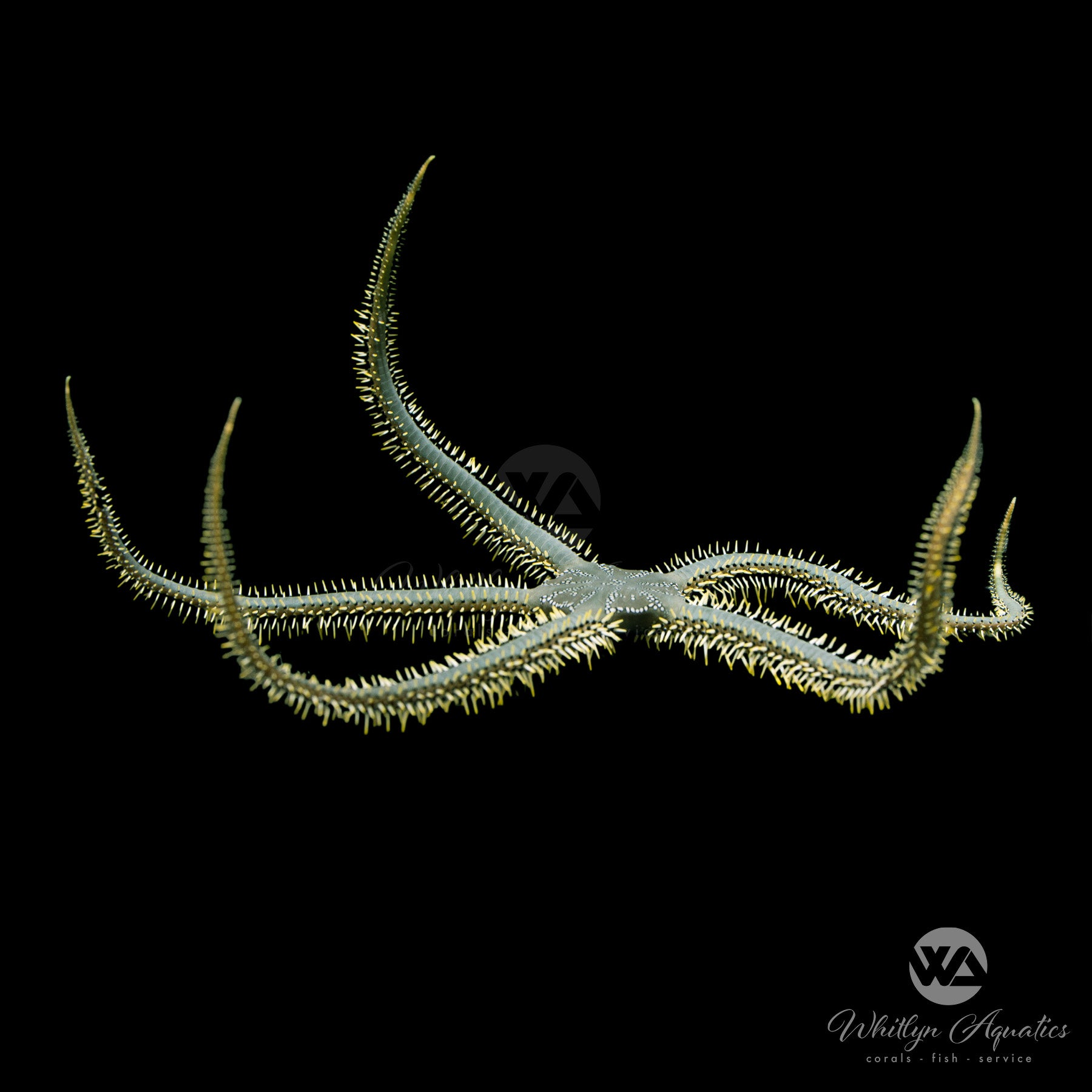 Premium Green Brittle Starfish (Ophiocoma spp.) - XL Size for Saltwater Aquariums | Perfect for Reef Tanks & Marine Habitat Decor