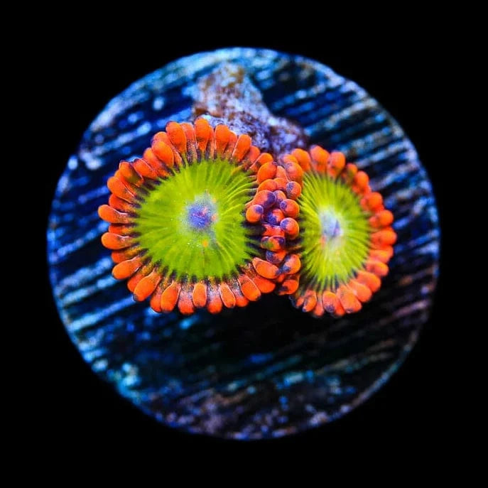 CB Electric Oompa Loompas Zoanthids Coral - Vibrant Saltwater Aquarium Coral for Reef Tanks & Marine Displays